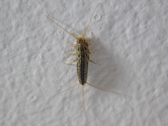 Ctenolepisma