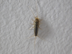 Ctenolepisma