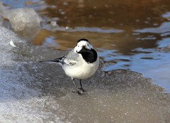Motacilla alba