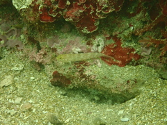 Gobius xanthocephalus