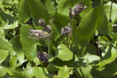 Ligularia calthifolia