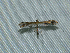 Dejongia lobidactylus