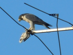Falco peregrinus