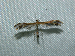 Dejongia lobidactylus