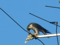Falco peregrinus