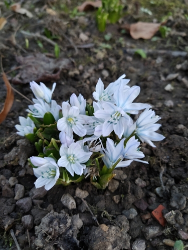 Scilla mischtschenkoana