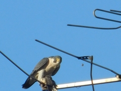 Falco peregrinus