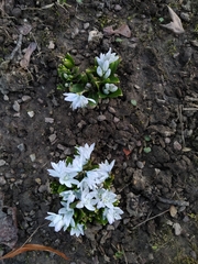 Scilla mischtschenkoana