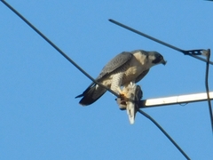 Falco peregrinus