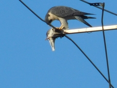 Falco peregrinus