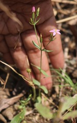 Centaurium centaurioides