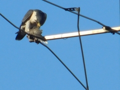 Falco peregrinus