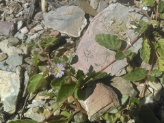 Allionia choisyi