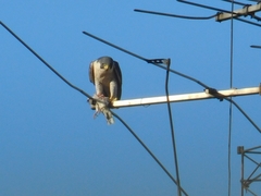 Falco peregrinus