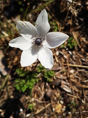 Anemone coronaria