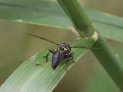 Salpingogaster