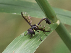 Salpingogaster