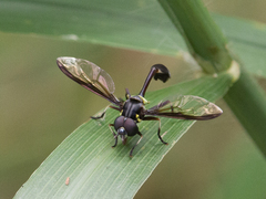 Salpingogaster