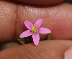 Centaurium centaurioides