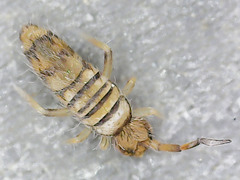 Entomobrya nigrocincta