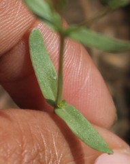 Centaurium centaurioides
