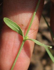 Centaurium centaurioides