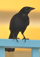 Ptiloxena atroviolacea