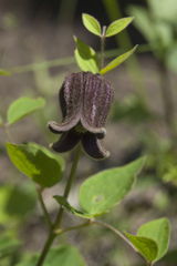 Clematis fusca