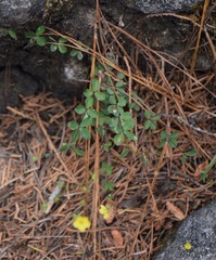 Linum nelsonii