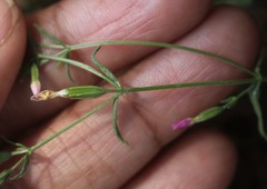 Centaurium centaurioides