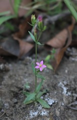 Centaurium centaurioides