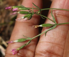 Centaurium centaurioides