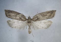 Acleris pulverosana