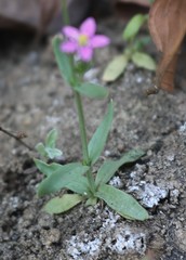 Centaurium centaurioides