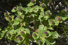 Euphorbia hylonoma