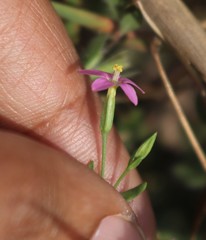 Centaurium centaurioides