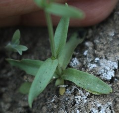 Centaurium centaurioides