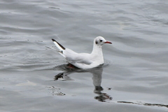 Chroicocephalus ridibundus