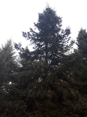Abies nordmanniana