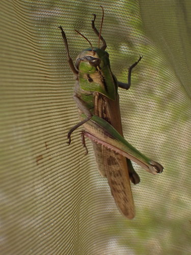 Skakavac selac (Locusta migratoria)
