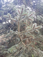 Abies nordmanniana