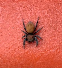 Phidippus apacheanus