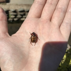 Oryctomorphus bimaculatus