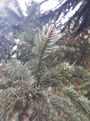 Abies nordmanniana