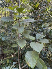 Pisonia horneae