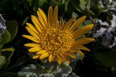 Berkheya barbata