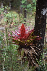 Tillandsia imperialis