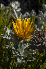 Berkheya barbata