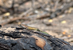 Cnemidophorus gaigei