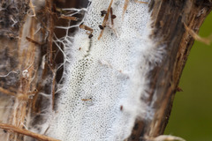 Trechispora hymenocystis